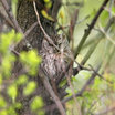 Eastern Screech-Owl